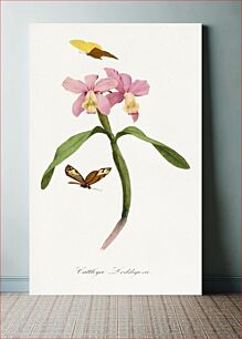 Πίνακας, Cattleya orchids painting