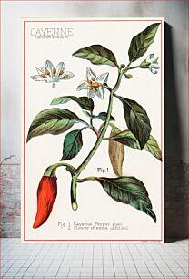 Πίνακας, Cayenne, Capsicum annuum (1870–1900), vintage botanical illustration by Davis, Sacker & Perkins