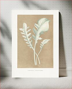 Πίνακας, Centaurea Candidissima leaf illustration