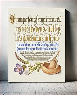 Πίνακας, Centipede, Wood Cranesbill, and Mushroom from Mira Calligraphiae Monumenta or The Model Book of Calligraphy (1561–1596) by Georg Bocskay and Joris Hoefnagel