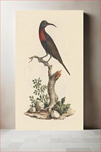 Πίνακας, Chalcomitra senegalensis (Scarlet Chested Sunbird) by Luigi Balugani