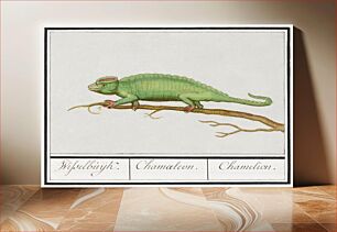 Πίνακας, Chameleon, Chamaeleonidae (1596–1610) by Anselmus Boëtius de Boodt