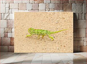 Πίνακας, Chameleon on Sand Χαμαιλέοντας στην άμμο