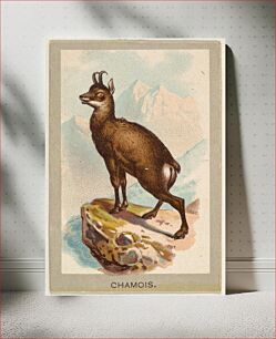 Πίνακας, Chamois, from the Animals of the World series (T180), issued by Abdul Cigarettes