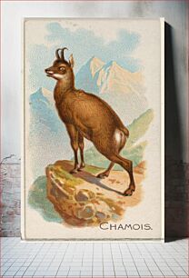 Πίνακας, Chamois, from the Quadrupeds series (N21) for Allen & Ginter Cigarettes