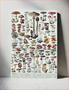 Πίνακας, Champignons-couleurs 1 - Mushrooms colour plate 01 -