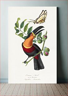 Πίνακας, Channel billed toucan bird painting