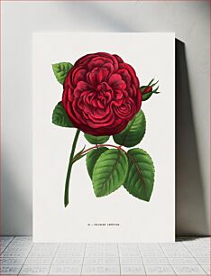 Πίνακας, Charles Lefevre rose, vintage flower illustration by François-Frédéric Grobon