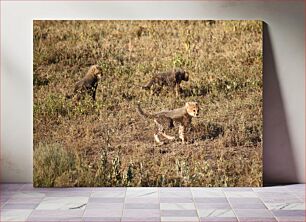 Πίνακας, Cheetah Cubs in the Wild Cheetah Cubs in the Wild