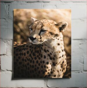 Πίνακας, Cheetah in the Wild Cheetah in the Wild