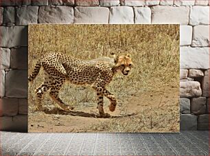 Πίνακας, Cheetah in the Wild Τσιτάχ στην άγρια ​​φύση
