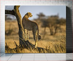 Πίνακας, Cheetah on Watch Τσίτα στο ρολόι