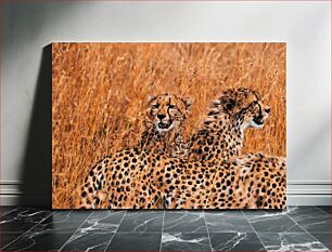 Πίνακας, Cheetahs in the Tall Grass Τσίτα στο ψηλό γρασίδι