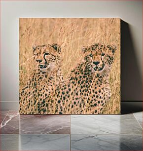 Πίνακας, Cheetahs in the Wild Cheetahs in the Wild