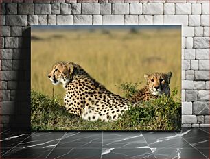 Πίνακας, Cheetahs Resting in the Grassland Τσίτα που ξεκουράζονται στο λιβάδι