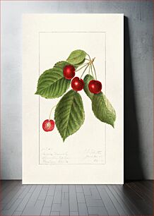 Πίνακας, Cherries (Prunus Avium) (1911) by Ellen Isham Schutt