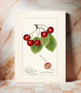 Πίνακας, Cherries (Prunus Avium) (1915) by Harriet L. Thompson