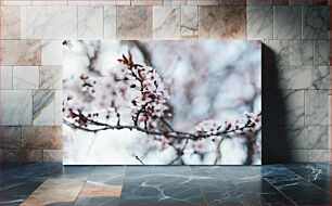 Πίνακας, Cherry Blossom Close-Up Κοντινό πλάνο Cherry Blossom