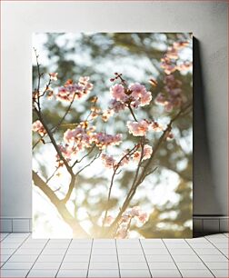 Πίνακας, Cherry Blossoms in Sunlight Άνθη κερασιάς στο φως του ήλιου