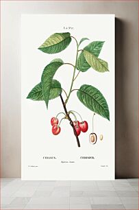 Πίνακας, Cherry (Cerasus) from Traité des Arbres et Arbustes que l’on cultive en France en pleine terre (1801–1819) by Pierre-Joseph Redouté