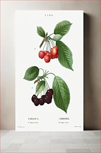 Πίνακας, Cherry (Cerasus) from Traité des Arbres et Arbustes que l’on cultive en France en pleine terre (1801–1819) by Pierre-Joseph Redouté