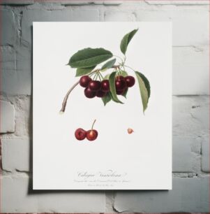 Πίνακας, Cherry (Cerasus visciola) from Pomona Italiana (1817 - 1839) by Giorgio Gallesio (1772-1839)