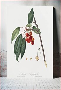 Πίνακας, Cherry (Prunus avium) from Pomona Italiana (1817 - 1839) by Giorgio Gallesio (1772-1839)