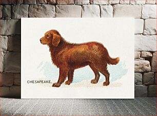 Πίνακας, Chesapeake, from the Dogs of the World series for Old Judge Cigarettes (1890) chromolithograph art