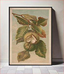 Πίνακας, Chestnut. Castanea vulgaris, var. Americana