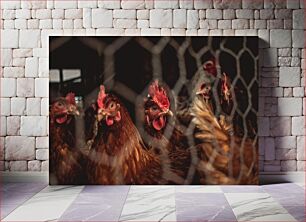 Πίνακας, Chickens in Coop Κοτόπουλα στο κοτέτσι
