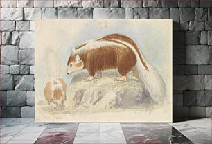 Πίνακας, Chili Skunk by Charles Hamilton Smith