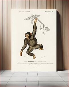 Πίνακας, Chimpangze (Troglodyte Chimpanze) illustrated by Charles Dessalines D' Orbigny (1806-1876)