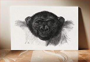 Πίνακας, Chimpanzee-drawing (1927), vintage monkey illustration