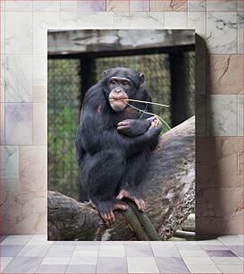 Πίνακας, Chimpanzee on a Branch Χιμπατζής σε ένα κλαδί