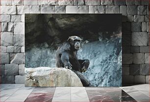 Πίνακας, Chimpanzee on Rocky Perch Χιμπατζής στο Rocky Perch
