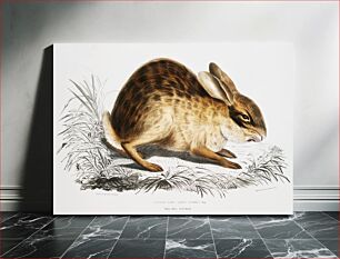 Πίνακας, Chinese Hare (Lepus Sinensis) from Illustrations of Indian zoology (1830-1834) by John Edward Gray (1800-1875)