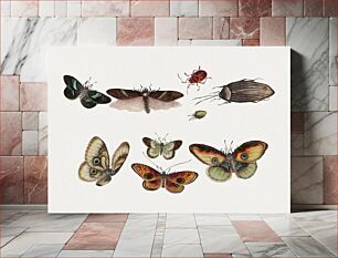 Πίνακας, Chinese insect drawing of five butterflies, three beetles and four insects from the 18th century