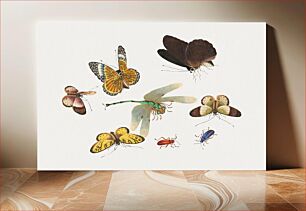 Πίνακας, Chinese insect drawing of five butterflies, two beetles and a dragonfly from the 18th century