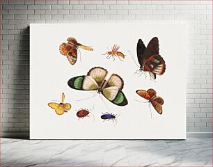 Πίνακας, Chinese insect drawing of five butterflies, two beetles and an insect from the 18th century