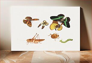 Πίνακας, Chinese insect drawing of four butterflies, a beetle, caterpillar and a grasshopper from the 18th century