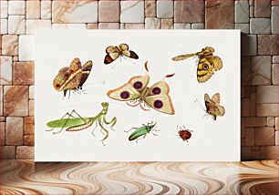 Πίνακας, Chinese insect drawing of four butterflies, a moth, praying mantis and two insects from the 18th century