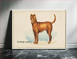 Πίνακας, Chinese Puzzle, from the Dogs of the World series for Old Judge Cigarettes