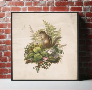 Πίνακας, Chipmunk and ferns / after Mrs. O.E. Whitney