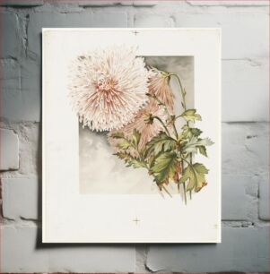 Πίνακας, Chrysanthemums