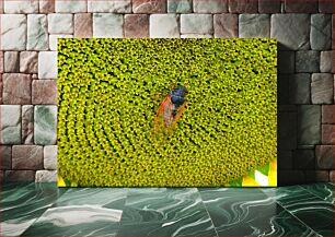 Πίνακας, Cicada on Sunflower Τζίτζικας στον Ηλίανθο