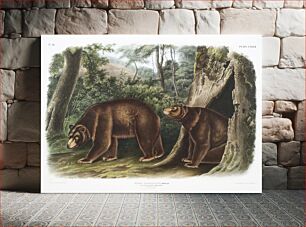 Πίνακας, Cinnamon Bear (Ursus Americanus var. Cinnamonum) from the viviparous quadrupeds of North America (1845) illustrated by John Woodhouse Audubon (1812-1862)