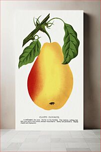 Πίνακας, Clapp's Favorite pear lithograph