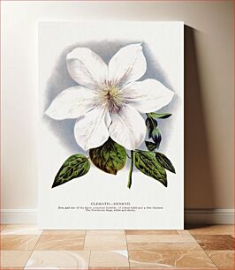 Πίνακας, Clematis flower lithograph