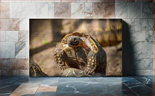 Πίνακας, Close-up Image of a Tortoise Κοντινή εικόνα μιας χελώνας