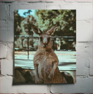 Πίνακας, Close-Up Kangaroo in Nature Κοντινό πλάνο καγκουρό στη φύση